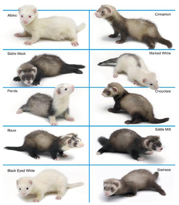 Baby Ferrets – Marshall Pet Products